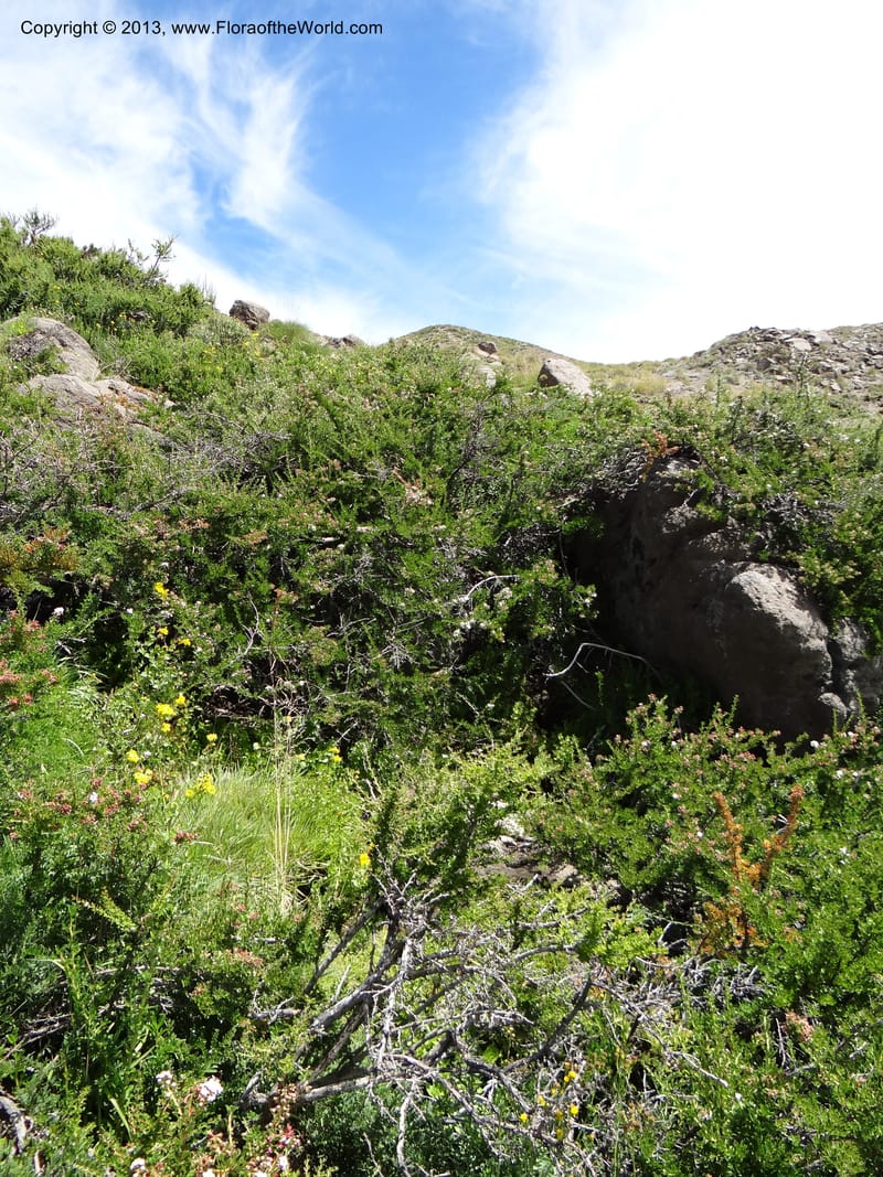 Escallonia, WDS 34203--Chile. Cta. 115. 2.6 km W of La Laguna. 22 Feb 2013. DSC02735 (32).JPG