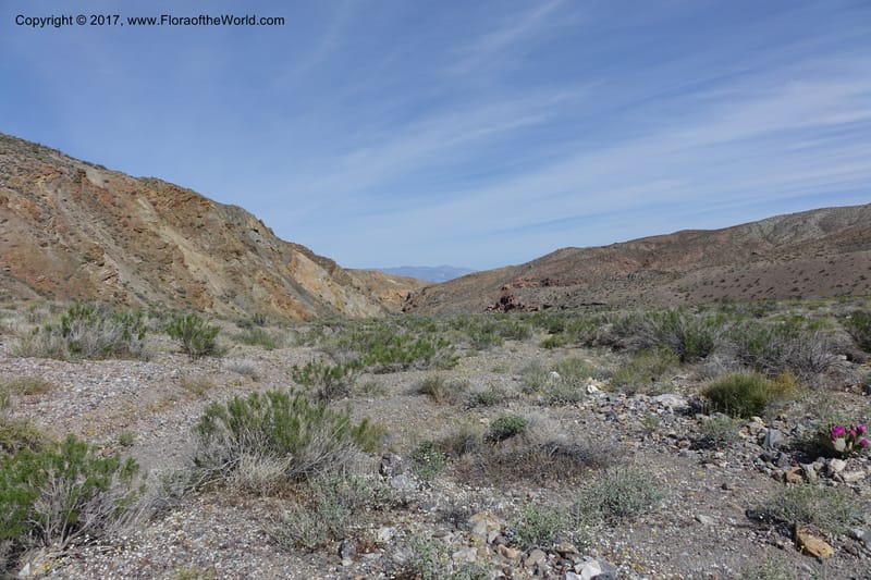 California. Inyo Co. Mahogany-Wild Rose Rd. 19 Apr 2016.  (38).JPG