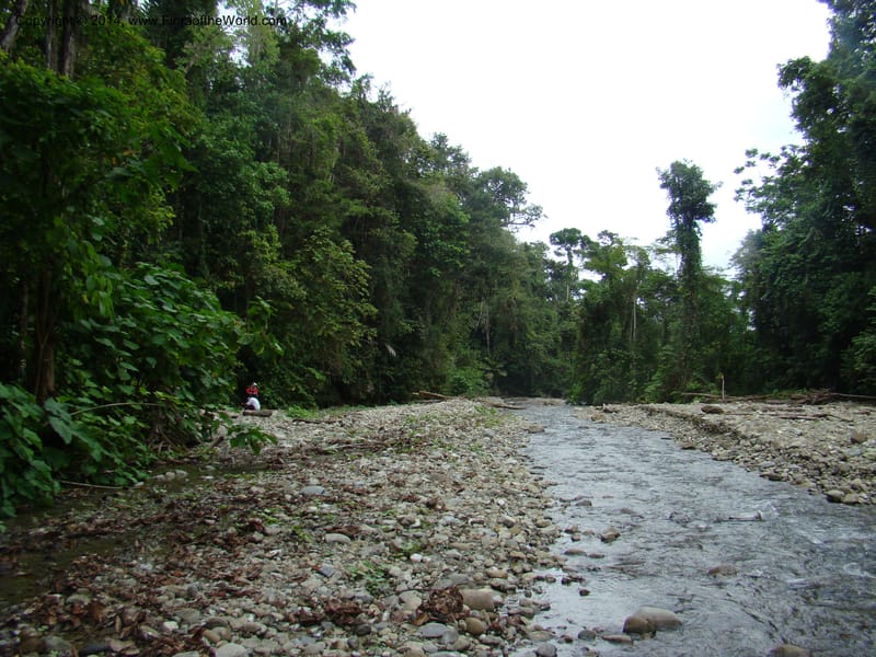 Costa Rica. Prov. Limon. Selva Bananito Lodge. 12 Apr 08. 263.jpg