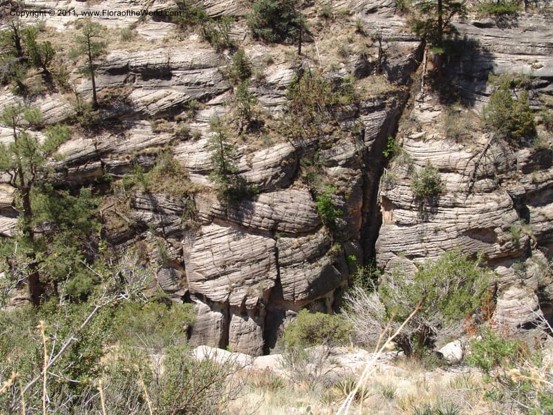 AZ. Coconino Co. Walnut Canyon Nat. Mon. 15 May 06. 113.jpg