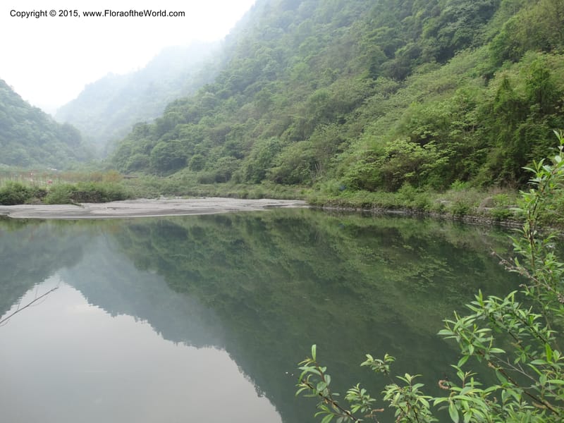 China. Sichuan. LuJing Valley. XiHe Stream. 13 May 2014. DSC06236 (48).JPG