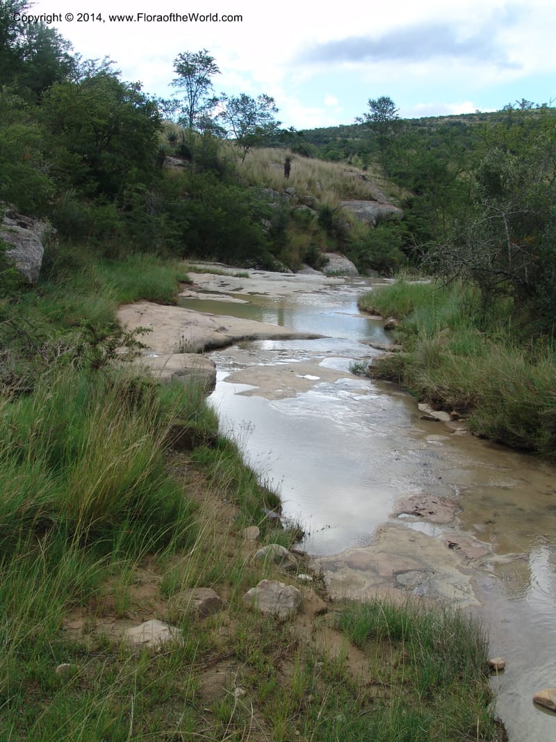So.Africa. E. Cape. Moonstone Farm, Quanti Area, Stut. 8 Mch 05. 101 (26).jpg
