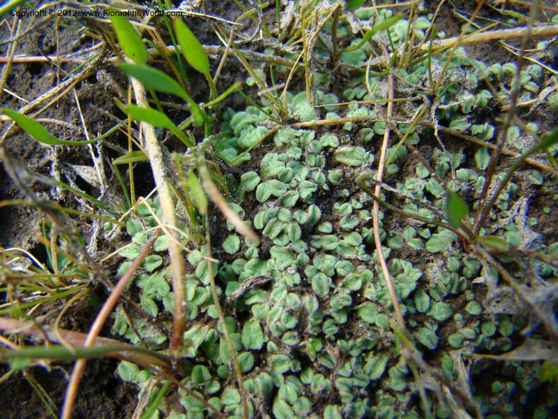 ID. Idaho Co. Granite Lake. 25 Aug 08. 036.jpg