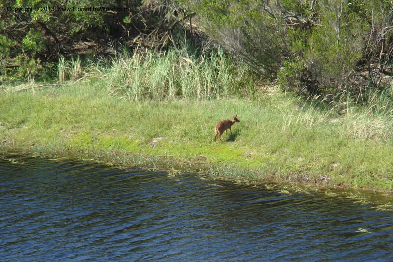 Grys buck--South Africa. Cape Prov. Kogelberg Nat. Res. 20 Jan 09. 090.jpg