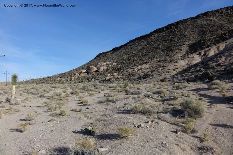 California. Inyo Co. Hwy 190 W of Panamint Spgs. Stop 3. 21 Apr 2016. DSC02265 (61).JPG
