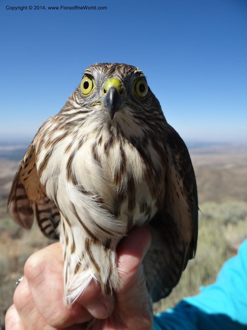 ID. Ada County. Idaho Bird Observ. Lucky Peak. 16 Sep 2013. (66).JPG