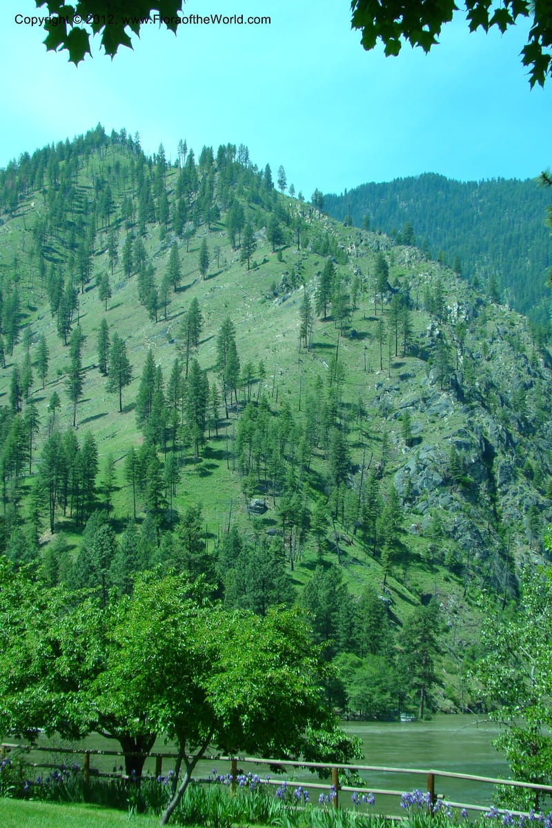 Idaho. Idaho Co. Salmon River. Shepp Ranch. 28 May 2009. 021.jpg