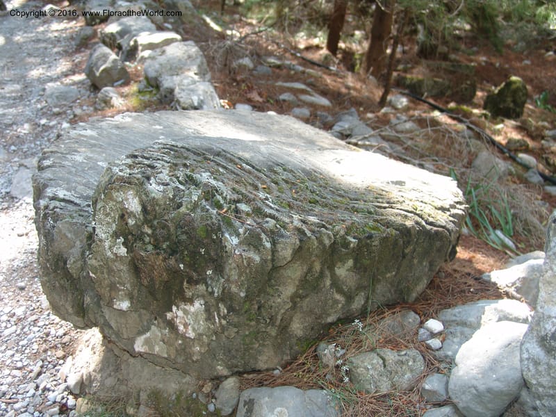 Crete. Samaria Gorge. 27 May 05. 096.jpg