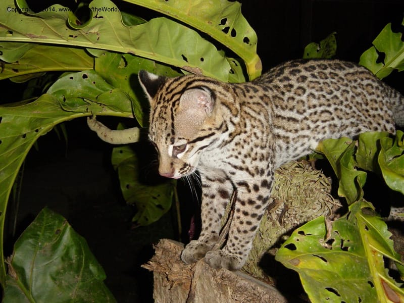 B. Felis pardalis, Mosa--Peru. Edo. Madre de Dios. Reserva Amazonica. Images Farfan 011.jpg