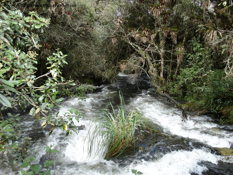 Ecuador. P. N. Cajas. 27 Apr 2015. DSC03385 (58).JPG