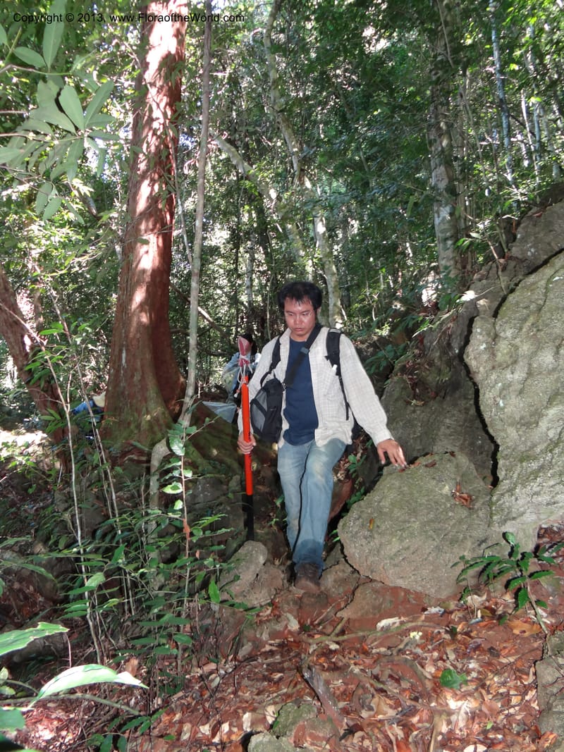 Thailand. Surat Thani Prov. Khlong Phanom Nat. Park. 15 Nov 2012. DSC09389 (113).JPG