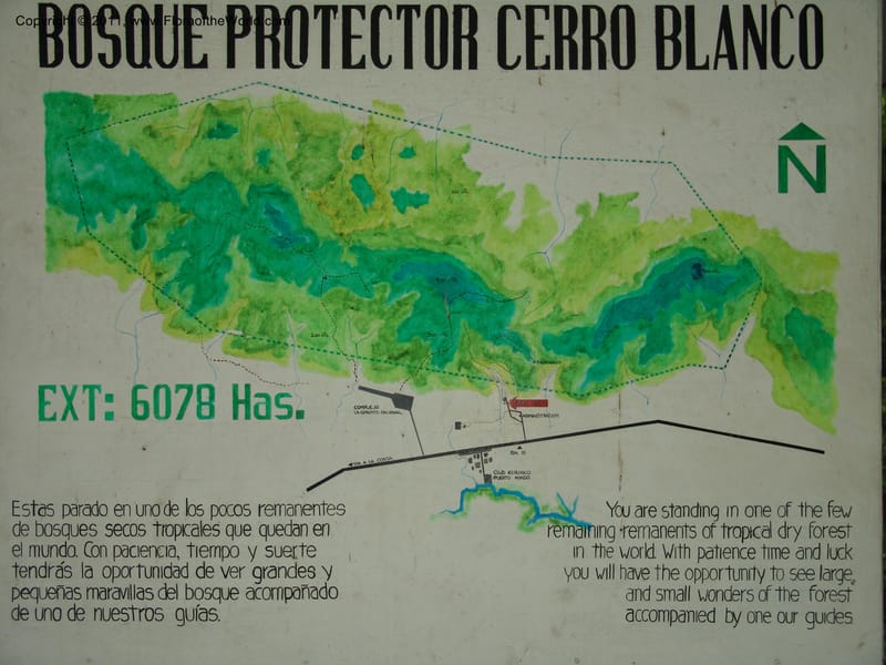 Ecuador. Edo. Los Rios. Bosq. Protect. Cerro Blanco. 20 Mar 06. 094.jpg