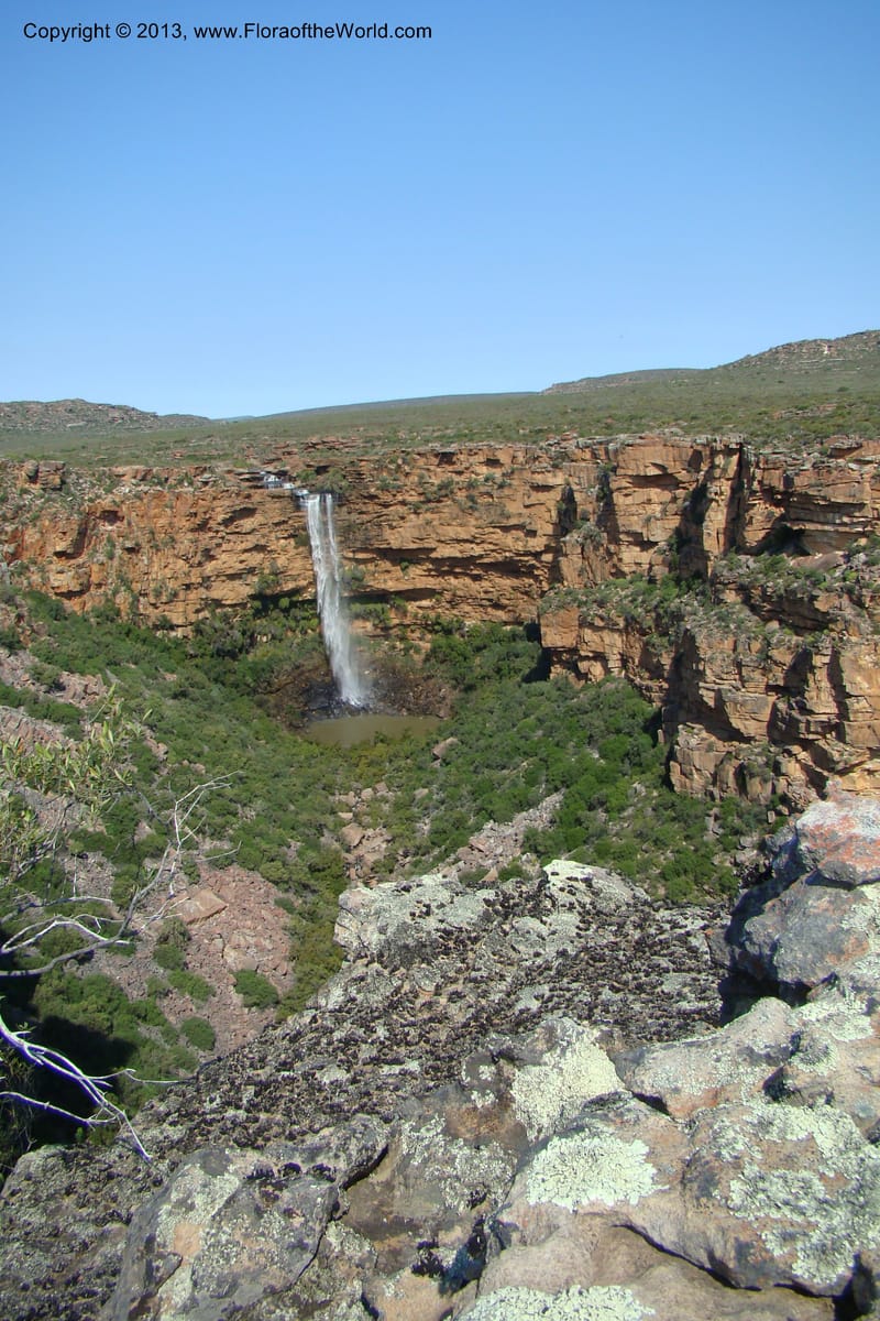 South Africa. Northern Cape. Papkuilsfontein. 25 Aug 09. 439.jpg