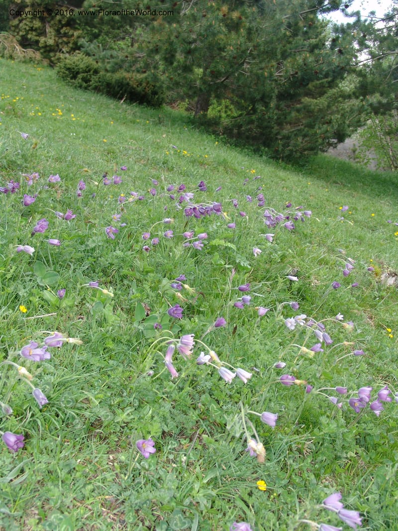Georgia. Meadow with Pulsatilla. Kazbegi. Trail-rd to Sameba Church. 2 Jun 05. 170 (2).jpg