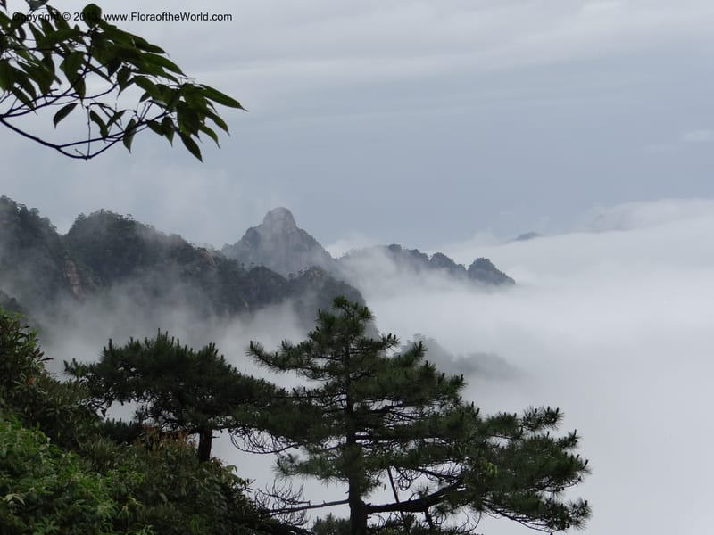 China. Anhui Prov. San Qing Shan. 4 Jun 2012. DSC01825 (11).JPG