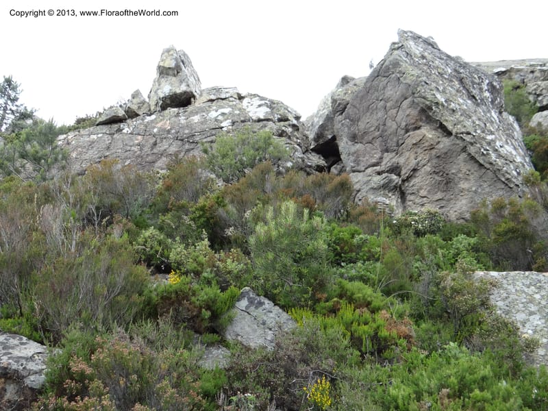 Spain. Andalucia. Parque Natural Alcornocales. 28 May 2013. DSC05381 (44).JPG