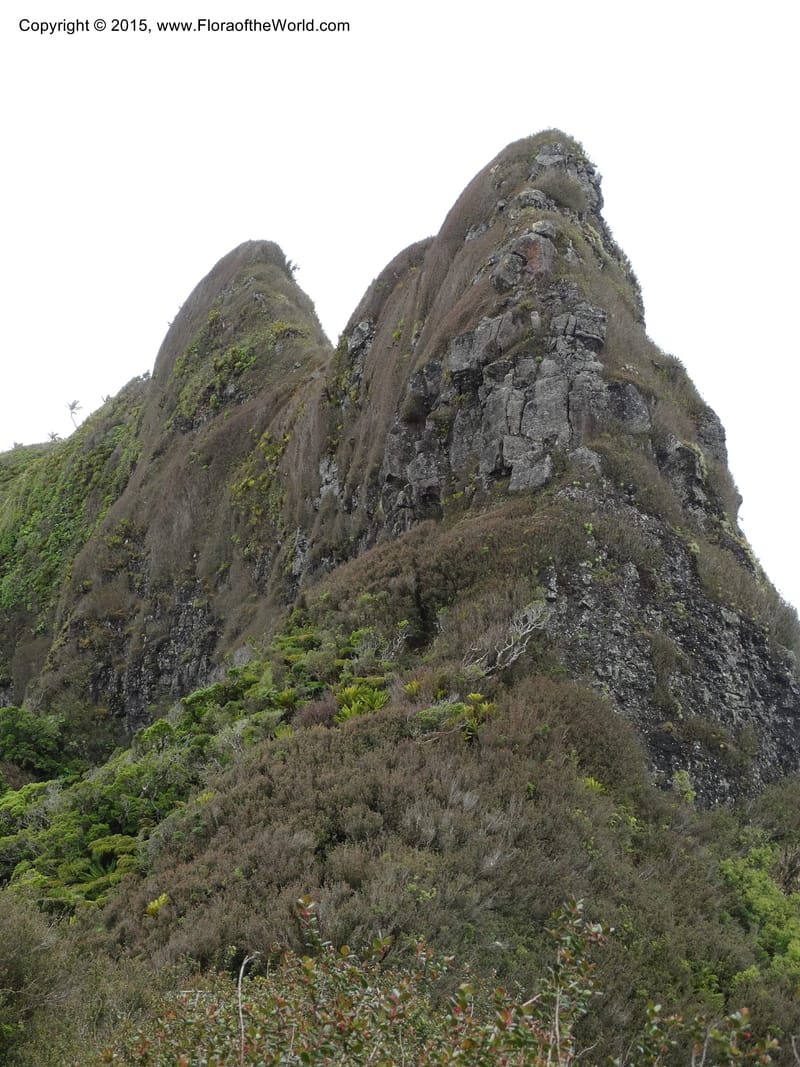 Chile. Juan Fernandez. Mirador Selkirk. 19 Nov 2014. DSC05600 (52).JPG