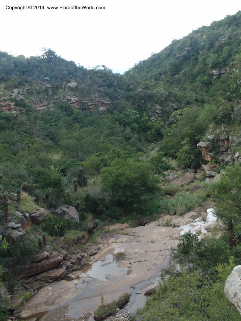 So.Africa. E. Cape. Moonstone Farm, Quanti Area, Stut. 8 Mch 05. 101 (50).jpg