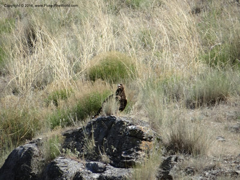 Idaho. Nez Perce Co. Snake River. 8 May 2013. DSC03997 (1) - Copy.JPG