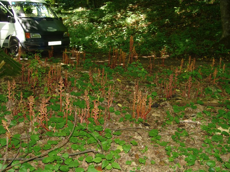Georgia. Lagodekhi  Forest Reserve. 11 Jun 05. 022.jpg