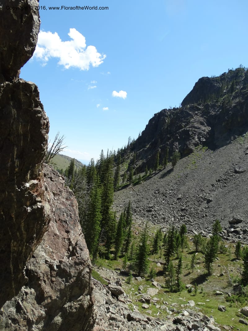ID. Idaho Co. Seven Devils Mtns. 20 Jul 2015. DSC07745 (54).JPG