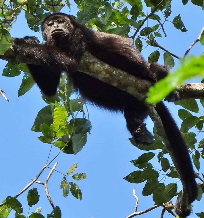 Howler monkey, Bujlam-Pakal--Mexico, Chiapas, Palenque 16 Feb 2012  3097 (4).JPG