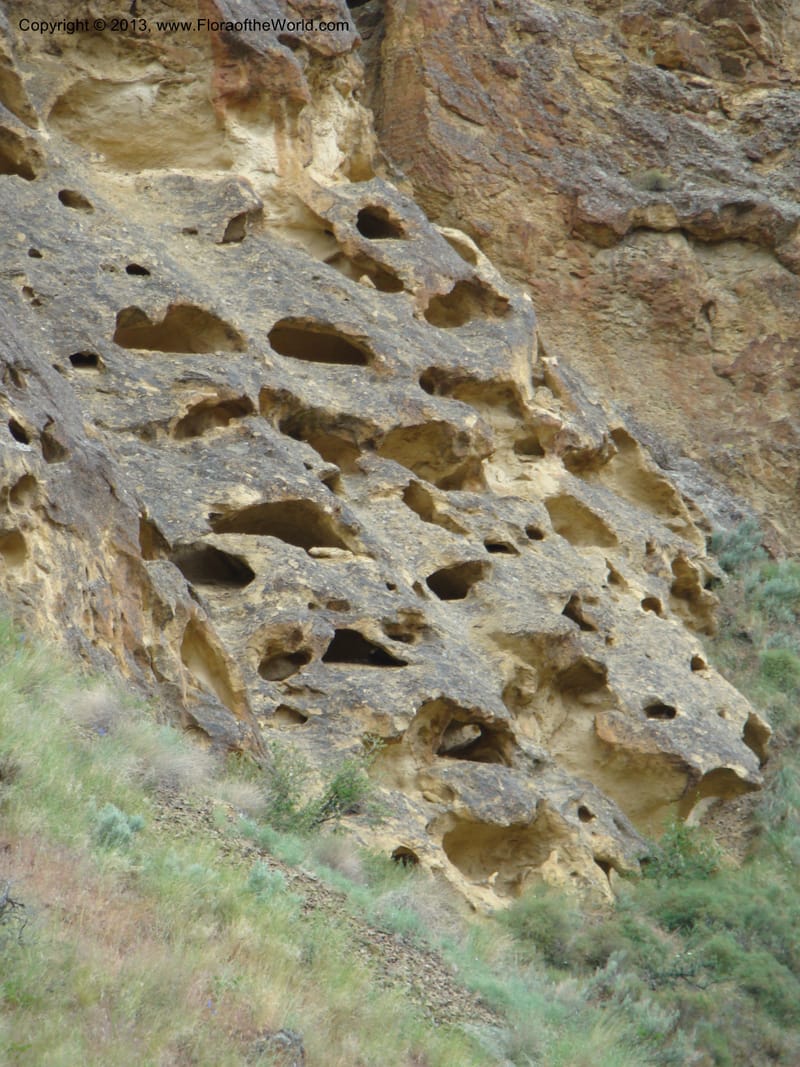OR. Malheur Co. Leslie Gulch. 1 Jun 08. 400.jpg