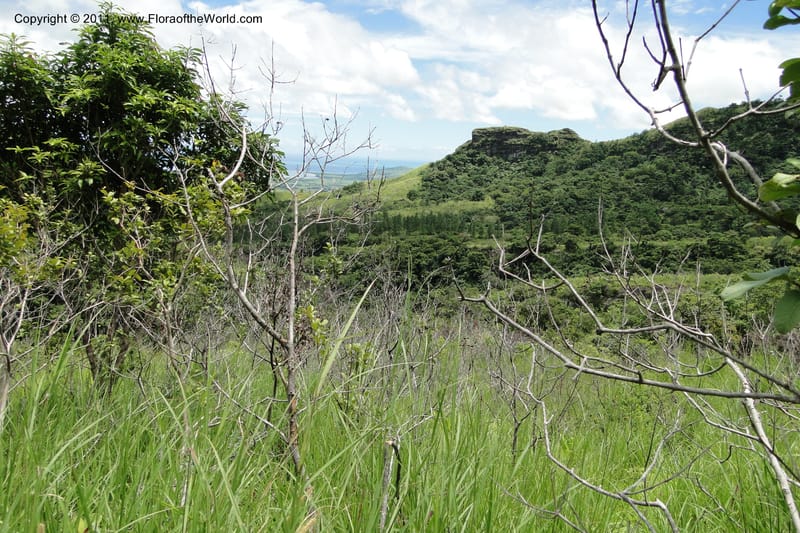 Fiji. Abaca Village. 11 Feb 2011. 086.jpg