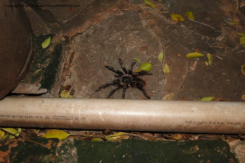 Paraguay. Edo. Concepcion. Garay Cue. 19 Mar 2011. 053.jpg