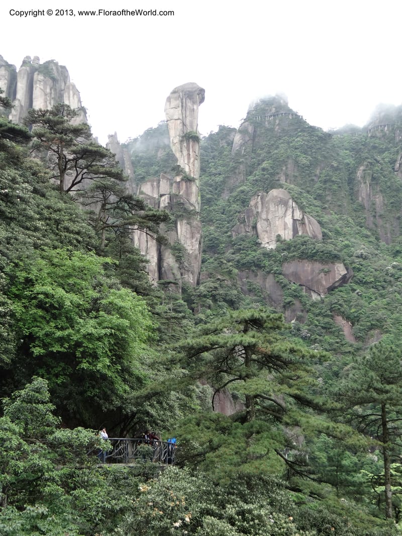 China. Anhui Prov. San Qing Shan. 4 Jun 2012. DSC01825 (17).JPG
