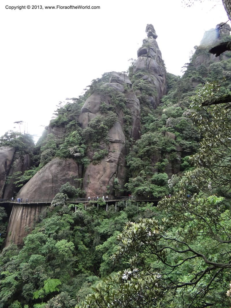 China. Anhui Prov. San Qing Shan. 4 Jun 2012. DSC01825 (35).JPG