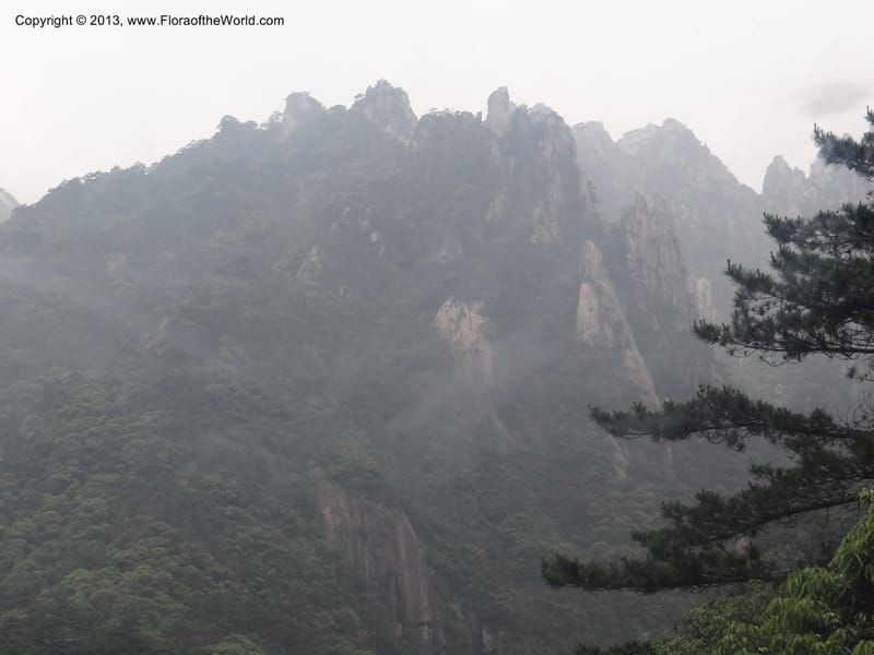 China. Anhui Prov. Huang Shan. 8 Jun 2012. DSC02431 (176).JPG