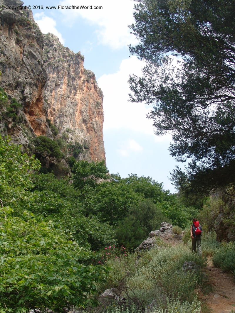 Crete. Ep. Kisamos. Sirikari Gorge. 25 May 05. 205.jpg