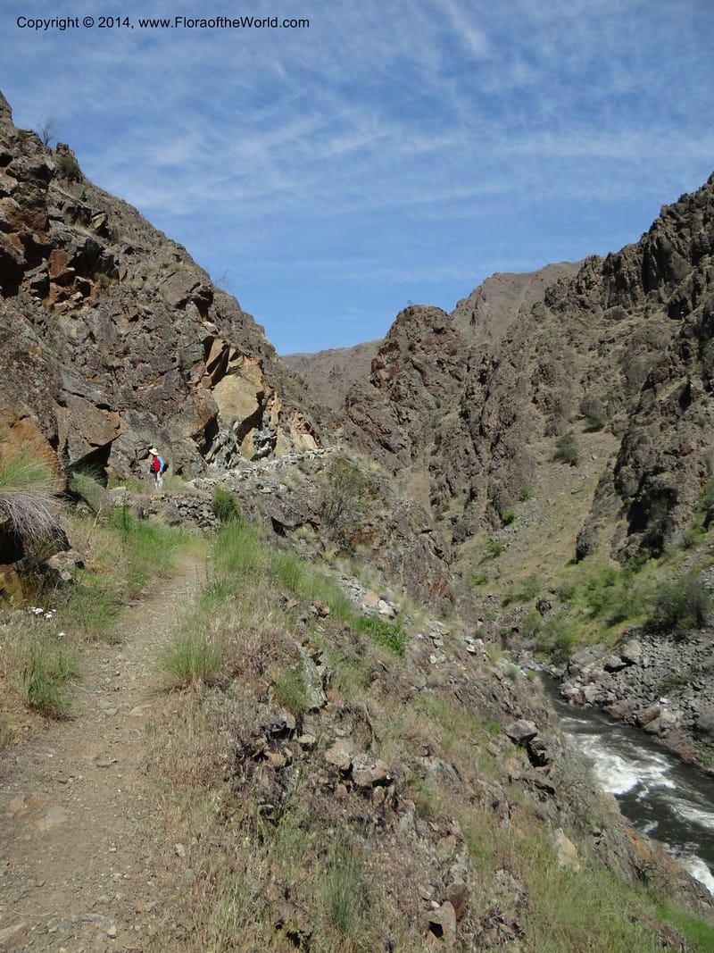 Oregon. Wallowa Co. Imnaha River. 7 May 2013. DSC03887 (234).JPG