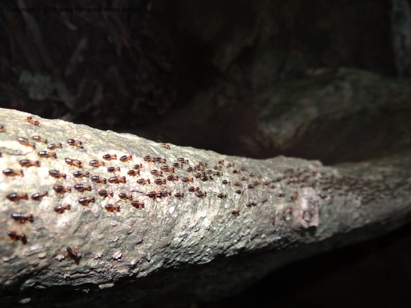 Thailand. Krabi Prov. Tham Sua Cave. 16 Nov 2012. DSC09671 (50).JPG