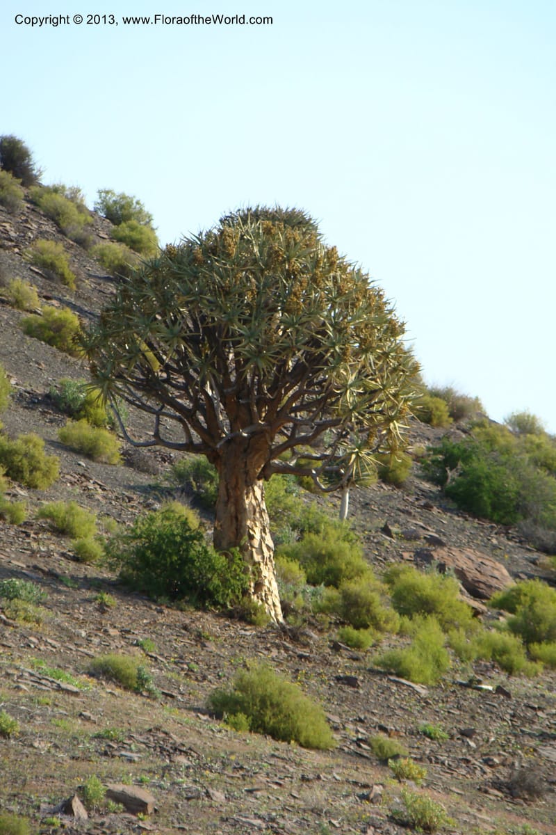 South Africa. Northern Cape. Toward Gannabos. 25 Aug 09. 004.jpg