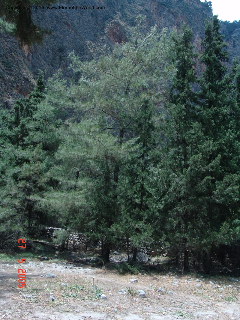 Crete. Samaria Gorge. 27 May 05. 210.jpg