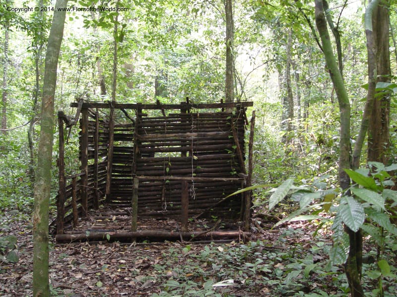 Cameroon. Bimbia Mangrove Nat. Trail. 8 Dec 03. 136.jpg