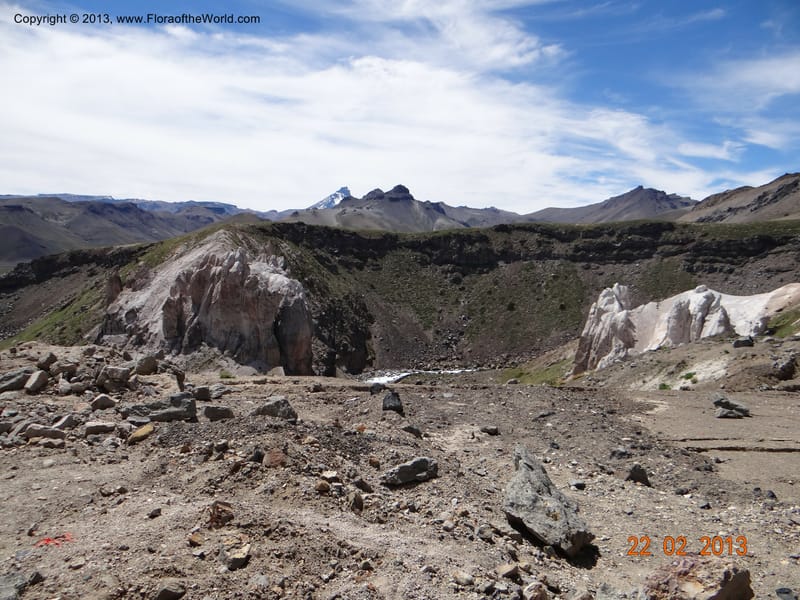 Habitat--Chile, 2.6 km W La Laguna Maule, 22 Feb 2013  9635.JPG