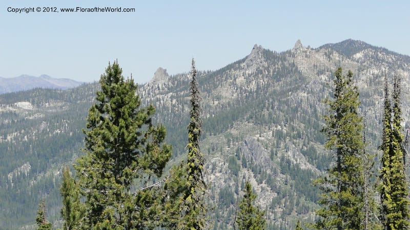 ID. Valley Co. Road to Gold Fork Looklout. 16 July 2010. 064.jpg