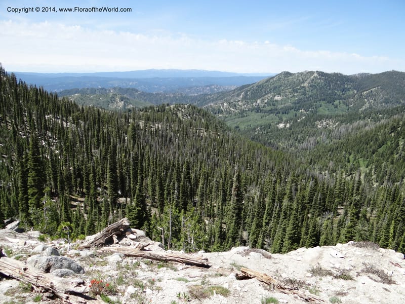 ID. Boise Co. Scott Mtn. Lookout Road. 18 Jun 2013. DSC06609 (150).JPG