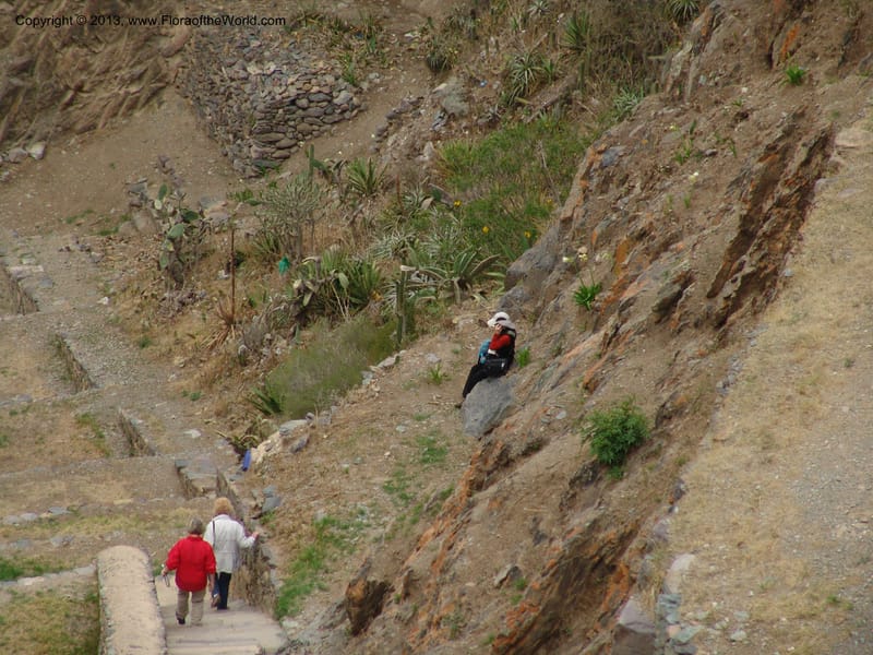 Peru. Ollantaytambo. 22 Oct 07. 005.jpg