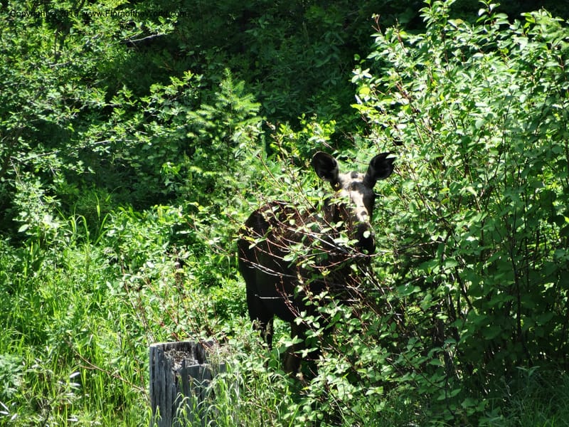 Idaho. Valley Co. Payette Lake. Sylvan Reservoir. 13 Jul 2014. DSC09715 (12).JPG