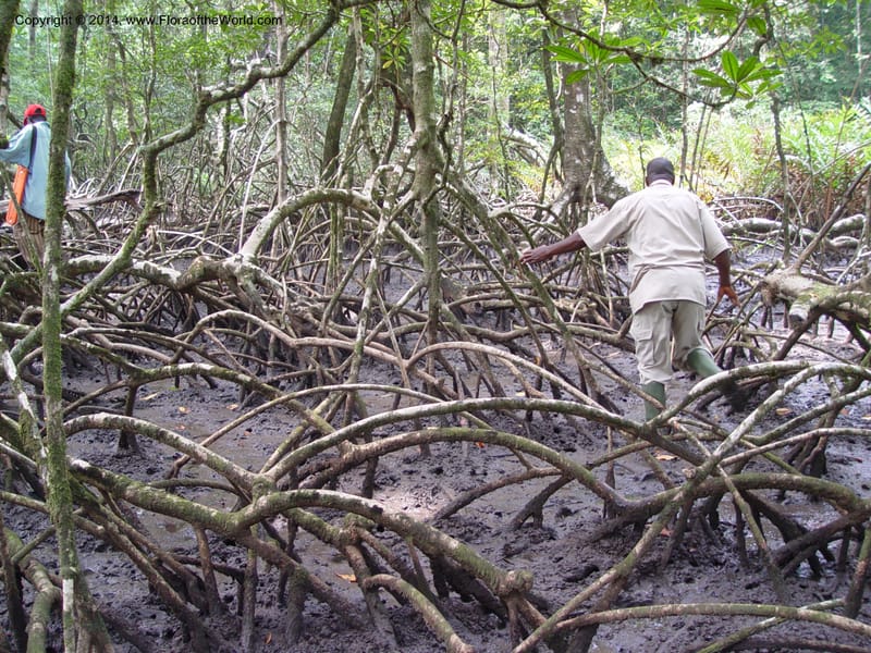 Cameroon. Bimbia Mangrove Nat. Trail. 8 Dec 03. 073.jpg