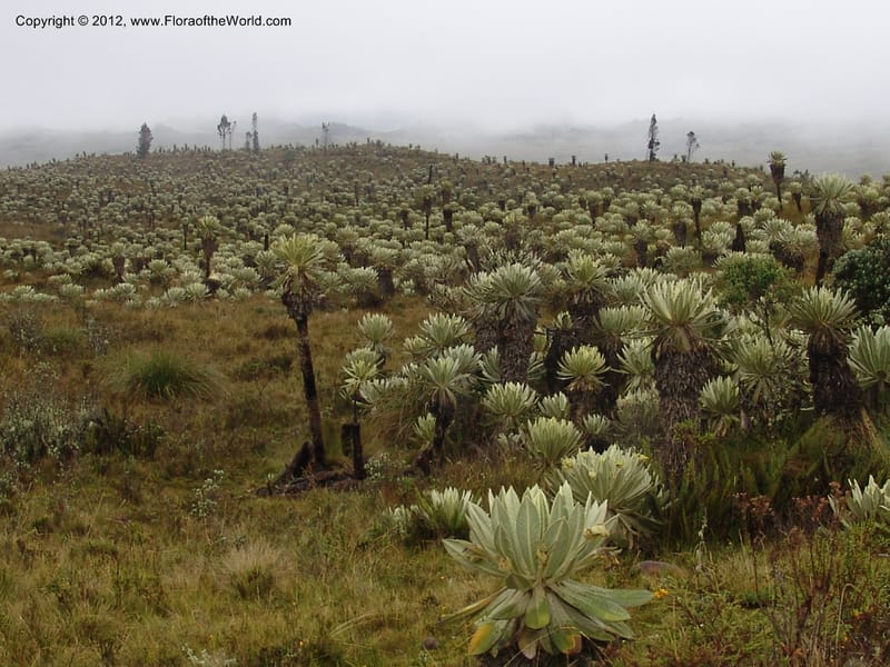 Ecuador. Prov. Carchi. Rd Tulcan to El Chical. Paramo El Angel. 16 Feb 05. 131.jpg