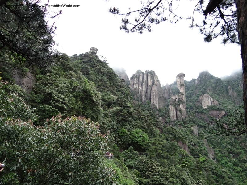 China. Anhui Prov. San Qing Shan. 4 Jun 2012. DSC01825 (14).JPG