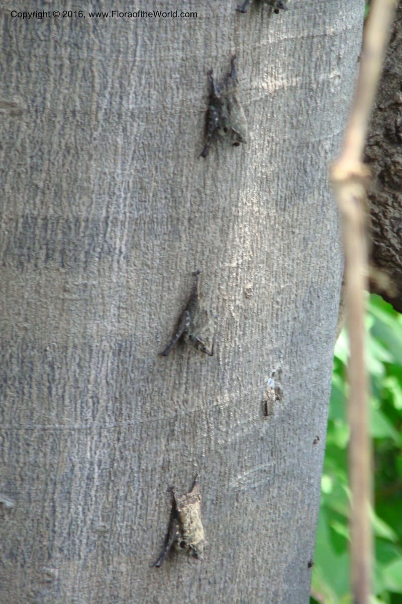 Bats--Peru. Loreto. Dist. Nauta. Pacaya Samiria. Qbd Pucate. 6 Nov 08. 376.jpg