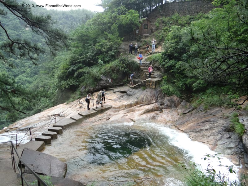 China. Anhui Prov. Huang Shan. 6 Jun 2012. DSC01929 (69).JPG