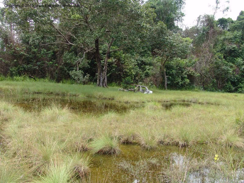 Gabon. Prov. Estuaire. Mondah Forest. 16 Apr 06. 194.jpg