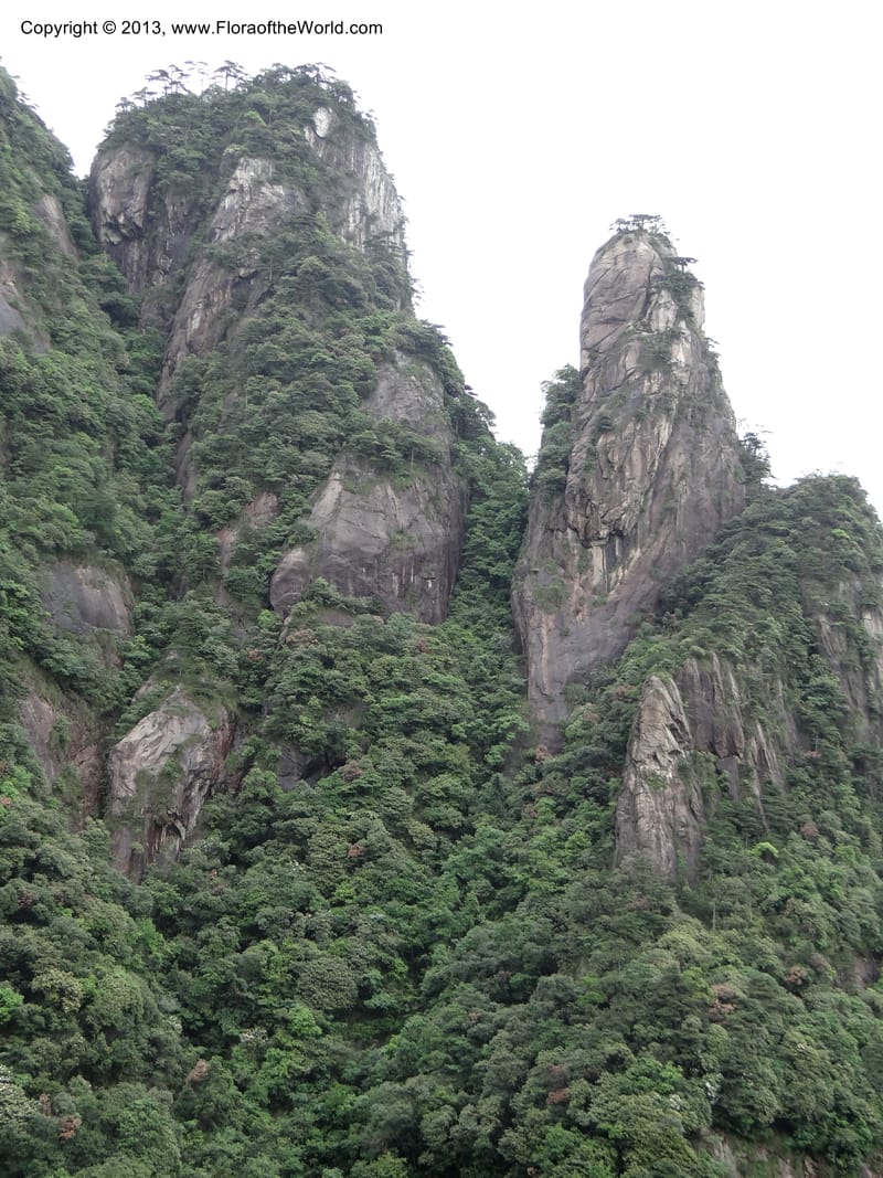 China. Anhui Prov. San Qing Shan. 4 Jun 2012. DSC01825 (31).JPG